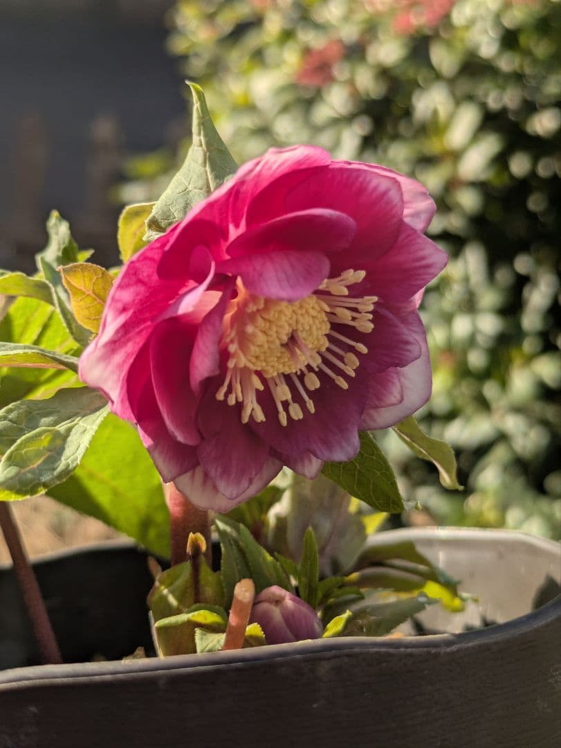 広瀬園芸】クリスマスローズ ソレイユ系dd 整形花 クリスマスローズ