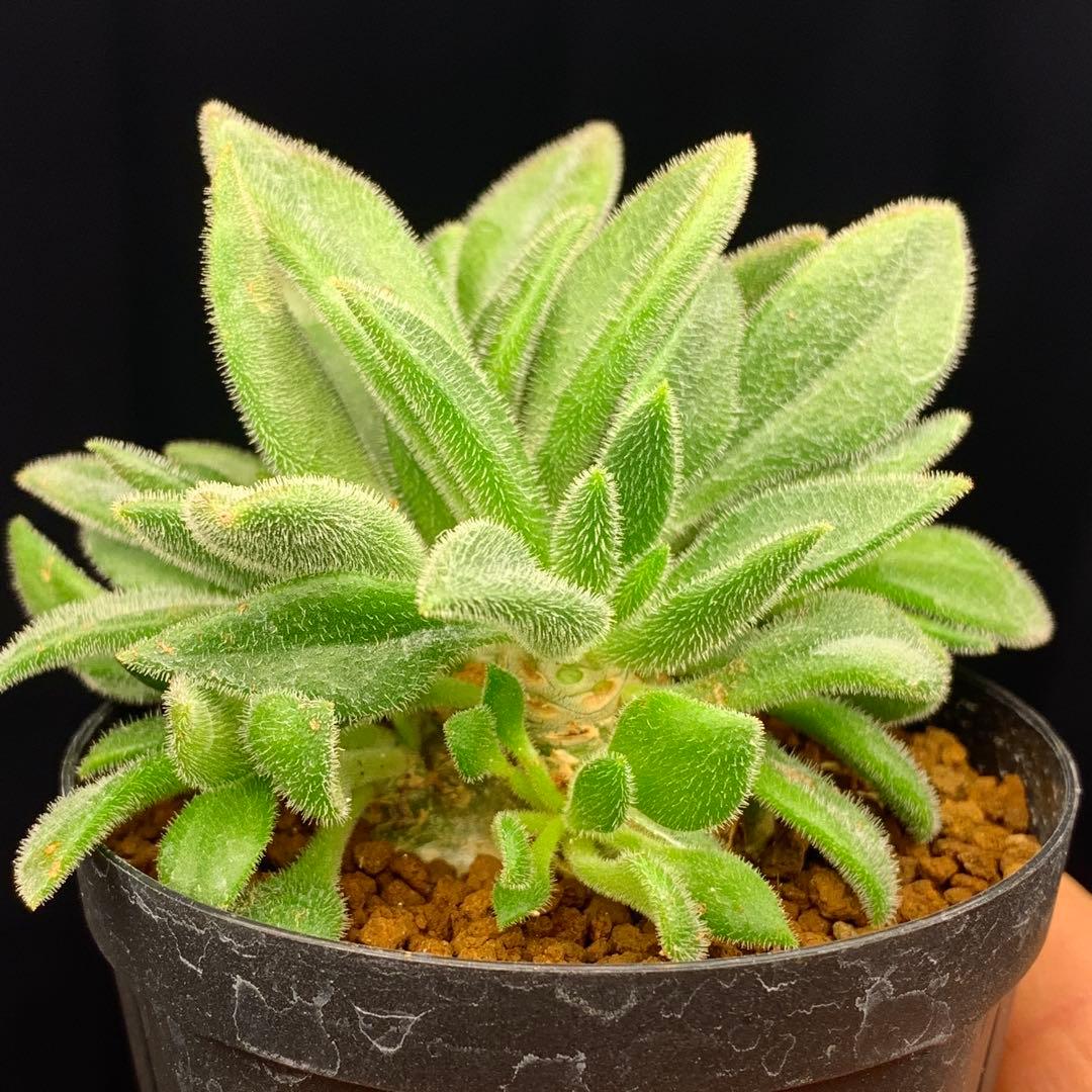 ぱちさんページ