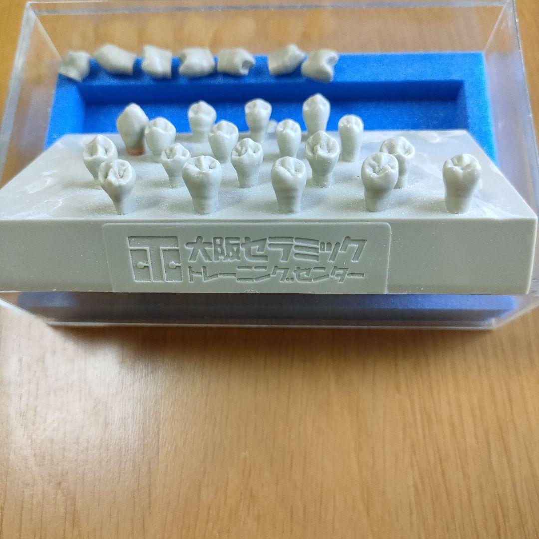大阪セラミックトレーニングセンター エポキシ歯牙模型 歯科技工 歯型