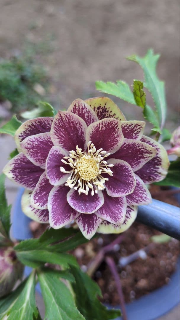 クリスマスローズ　ダブル　グリーンブロッチ　平咲き〈広瀬園芸〉 クリスマスローズ ダブル グリーンブロッチ 平咲き〈広瀬園芸〉 - メルカリ