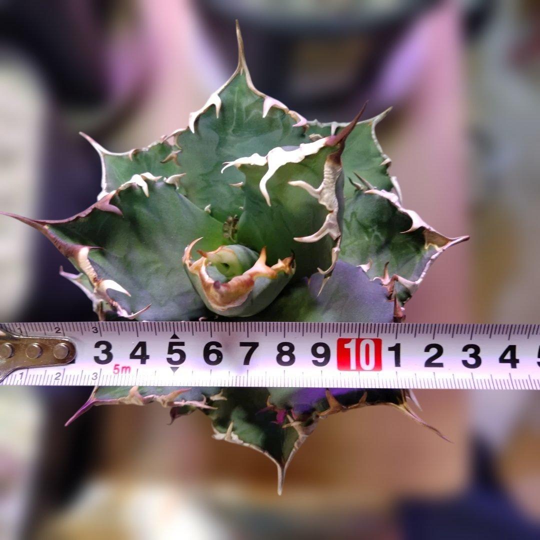 チ*ン様 アガベ 　九尾狐①　鉢ごと匿名発送！