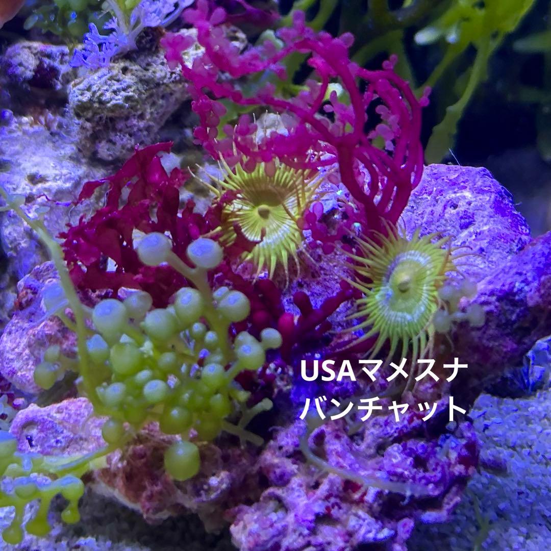 ☆】海藻等色々ついたライブロックと海藻セット