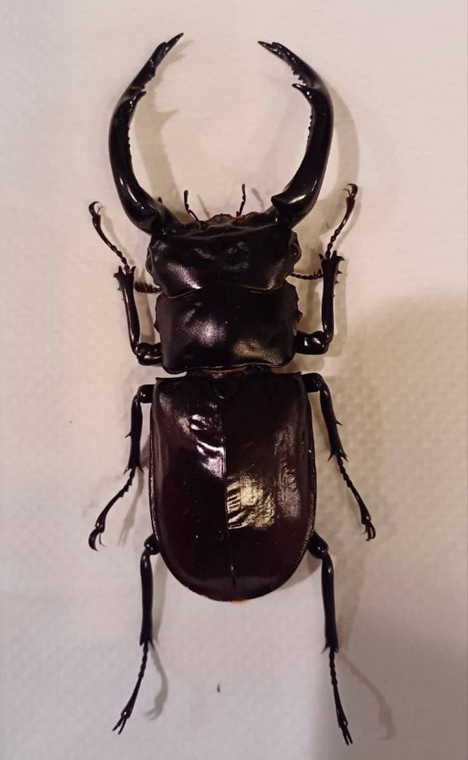 ウエストウッディオオシカクワガタ 原名亜種 オス標本 - メルカリ