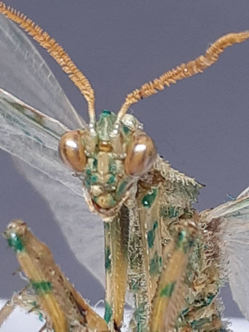 アザミカマキリ雄　立体標本 カマキリの立体標本 | あおむしBlog