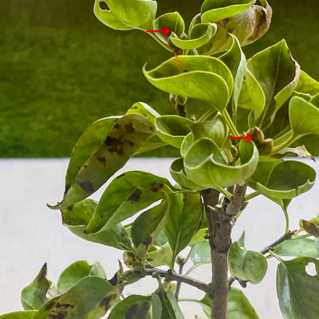 宿根【フランス産直輸入】ライラック『プレジデントグレイビー