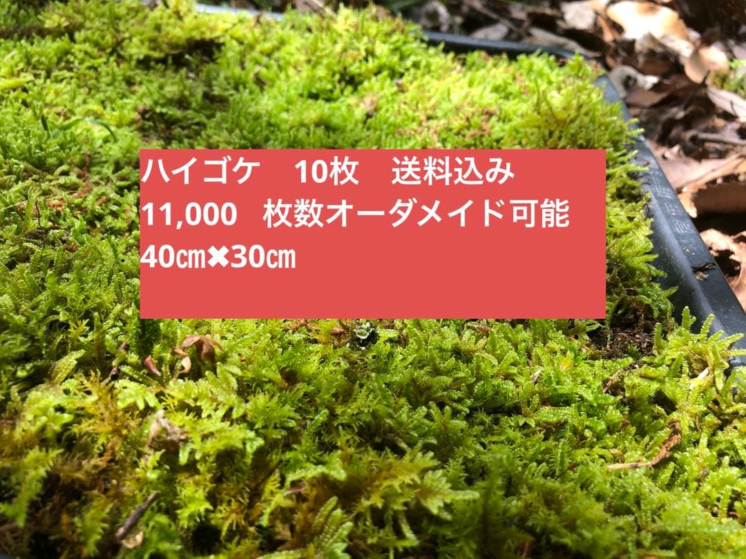 ハイゴケ 10枚 送料込み 11,000 円40㎝✖︎30㎝ - メルカリ