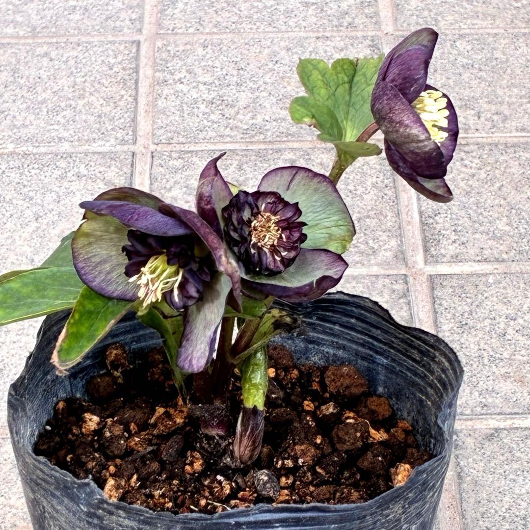 m*i様 3429☘️花付き☘️SD⭐️ボリューム艶ピコSD⭐️バイカラー⭐️コ