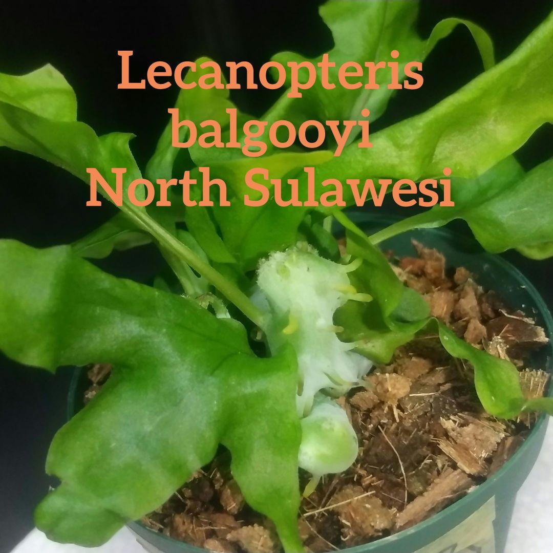 ② レカノプテリス バルゴイ ノース スラウェシ - メルカリ