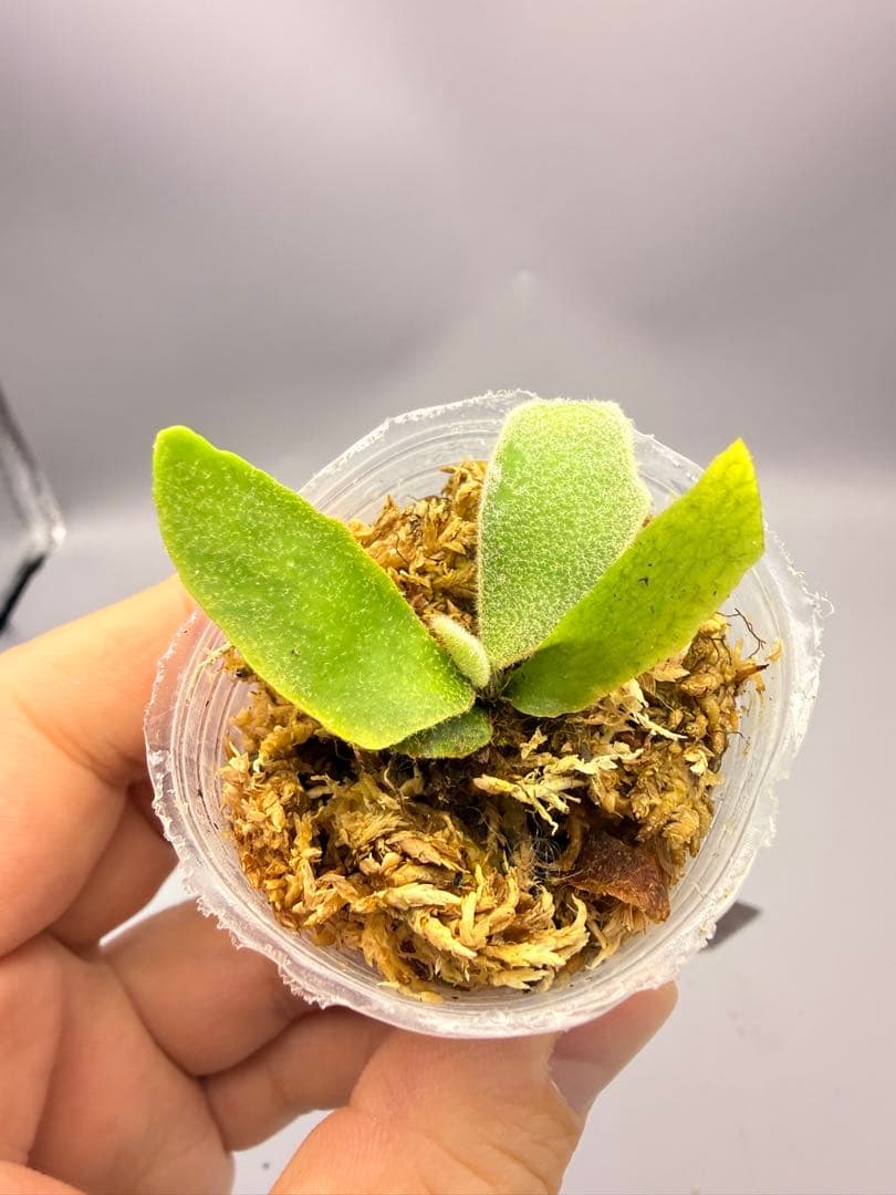 ビカクシダ P.willinckii Golden Boy sporeling - メルカリ