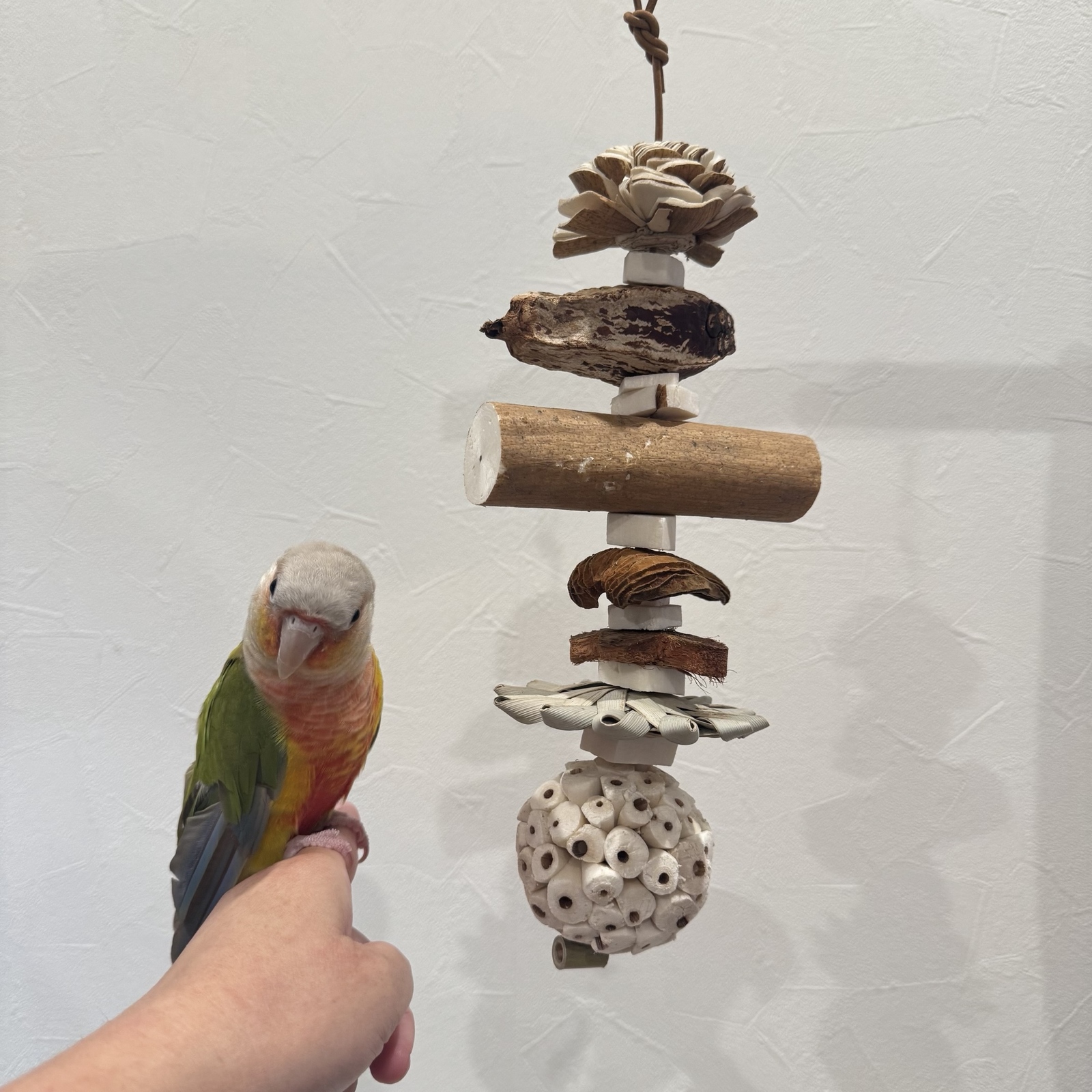 オーダー作成】ケージサイズでカクタスパーチ（サボテンの骨）鳥