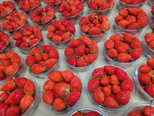 苺【カップ】8個入り | 立花苺園 ラビットベリー