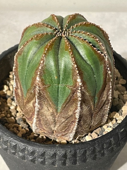 ユーフォルビア オベサブロウ 綴化(石化) Yahoo!オークション