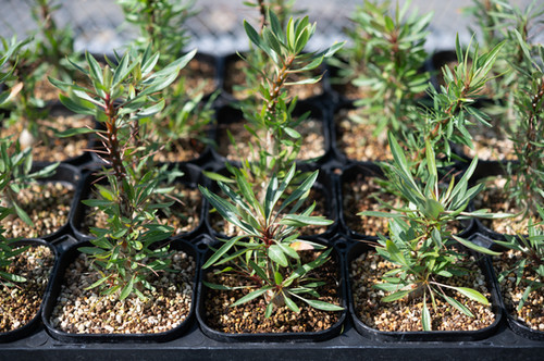 Fouquieria purpusii フォークイエリア プルプシー | Cactus Green