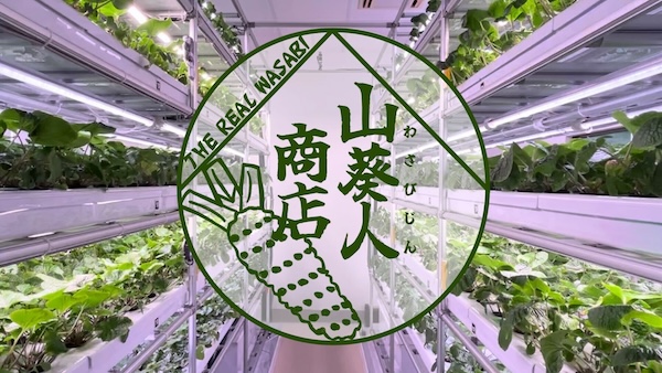 屋内の人工光で水耕栽培されたわさび葉茎を購入できるオンライン
