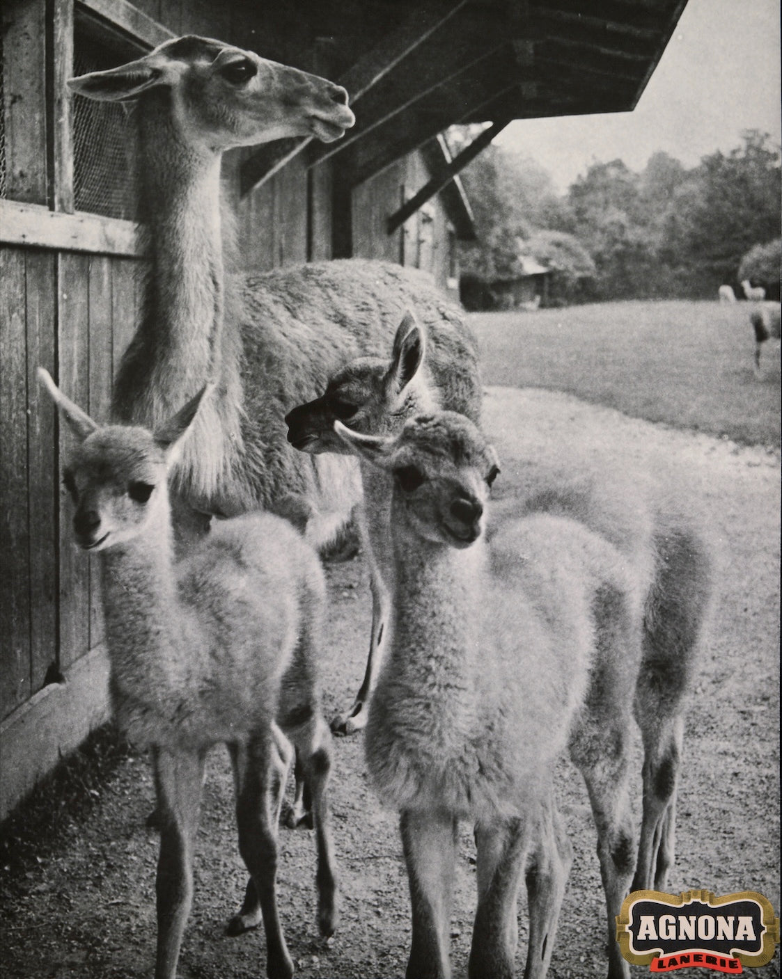 The World of Agnona | Italian Timeless Craftsmanship