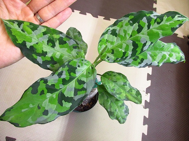 アグラオネマ アンダマン ポートブレア 北部地域産 タイプ2 | 希少