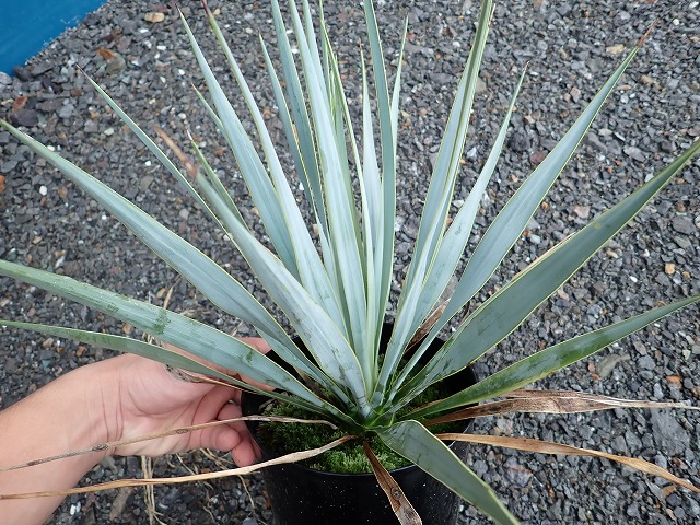 ユッカ ロストラータ 【24-224】美形 シルバーブルー 【公式通販】