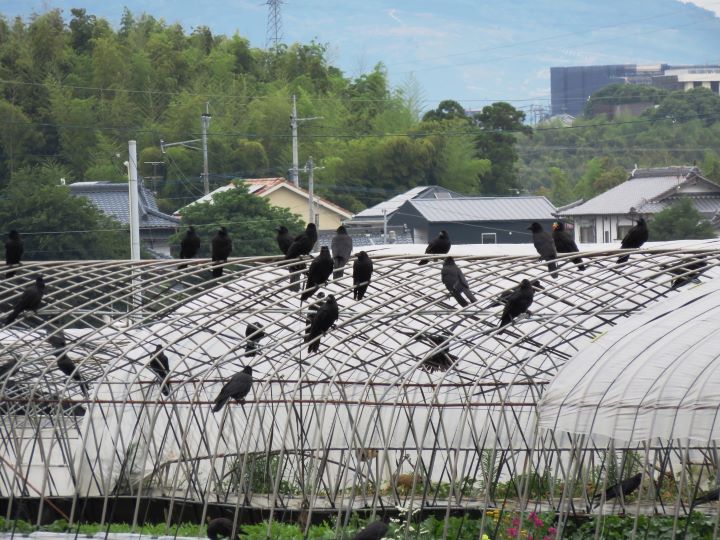 農家のカラス対策とは？ 寄せ付けない方法、侵入できない農園づくりの