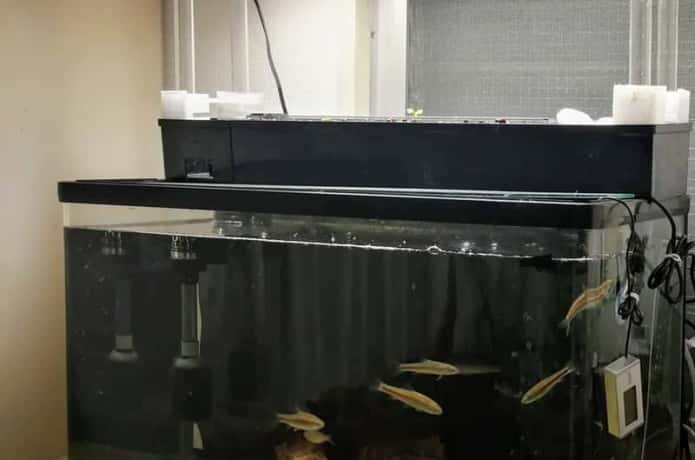 自作】水槽で水耕栽培！アクアリウムから始めるアクアポニックス｜農業