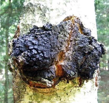 コロナに効く」ロシアが認めたキノコ「チャーガ」の効能 腫瘍縮小