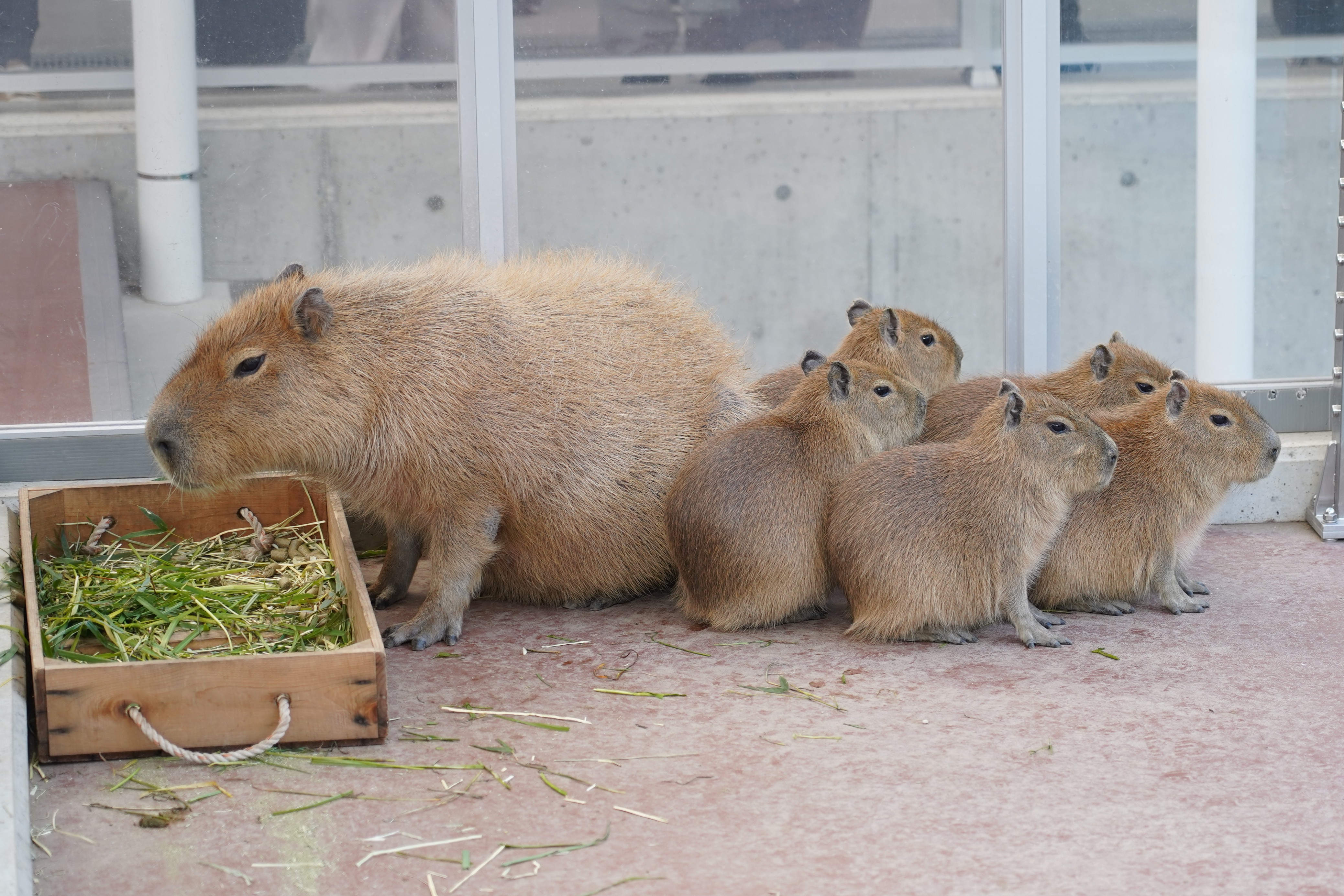 蒲郡市竹島水族館】カピバラの5つ子に待望の名前｜命名式に大勢の来場