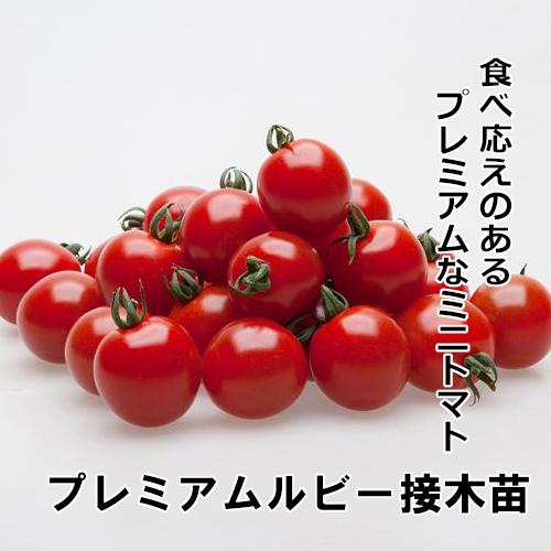 トマト苗 販売】赤毛農園の直売所 野菜苗の生産販売 通販