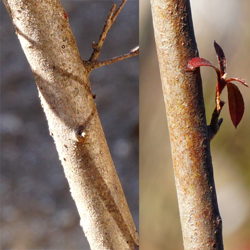 山採り自然樹形ヤマツツジ販売 秋元園芸