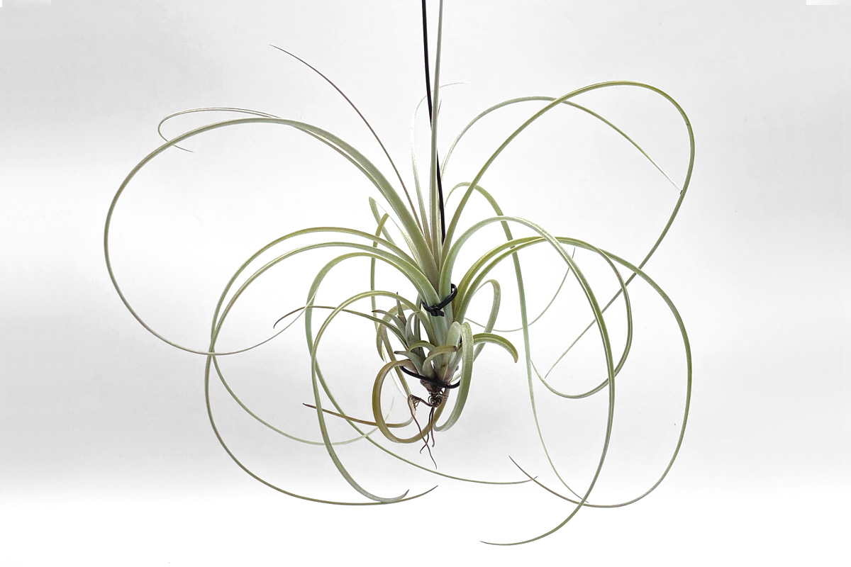 ゆるふわカーリー！うつくし原種 チランジア・エクセルタ【育て方