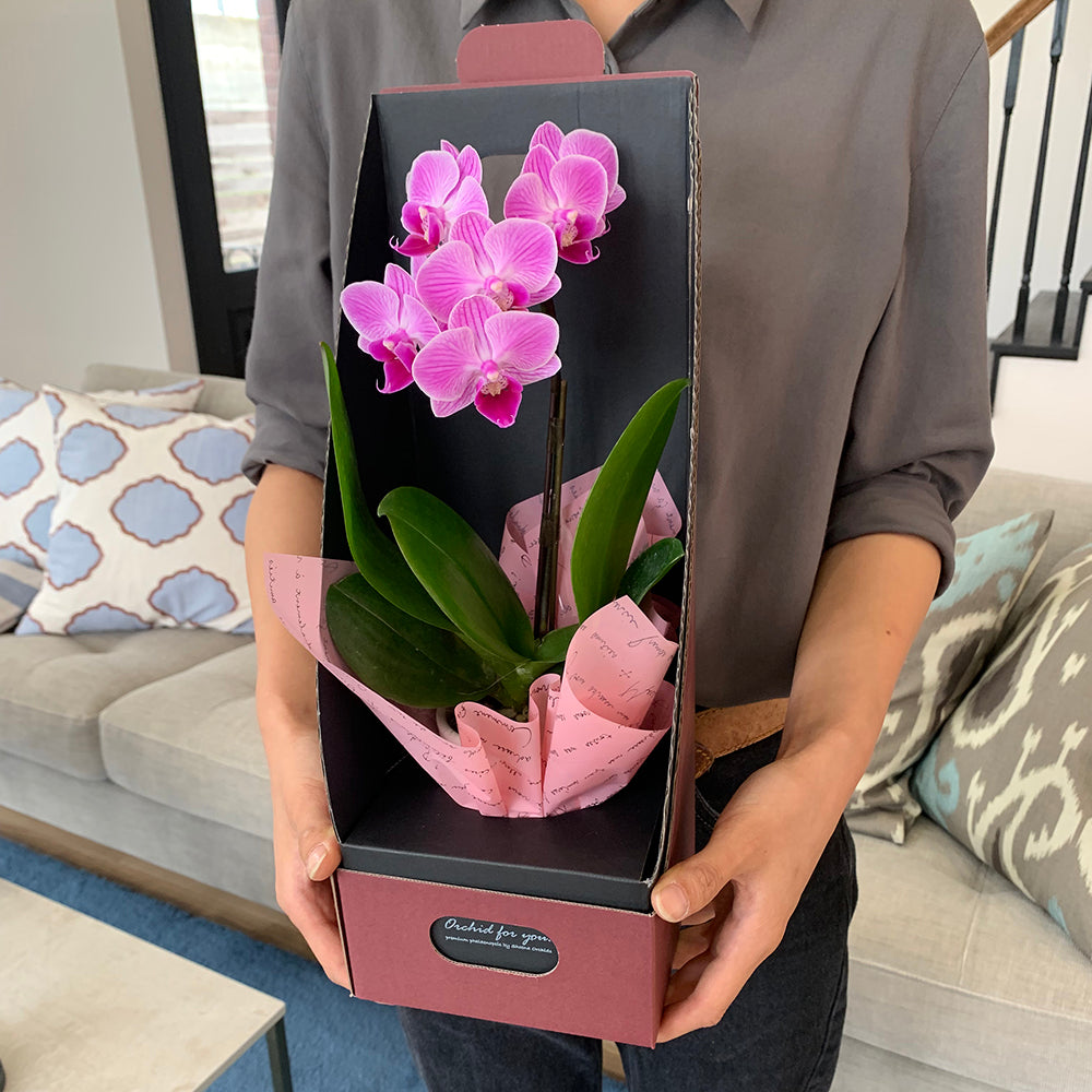 ギフトカード】マイクロ胡蝶蘭 2WAYBOX入り(2.5号鉢1本立ち 淡ピンク