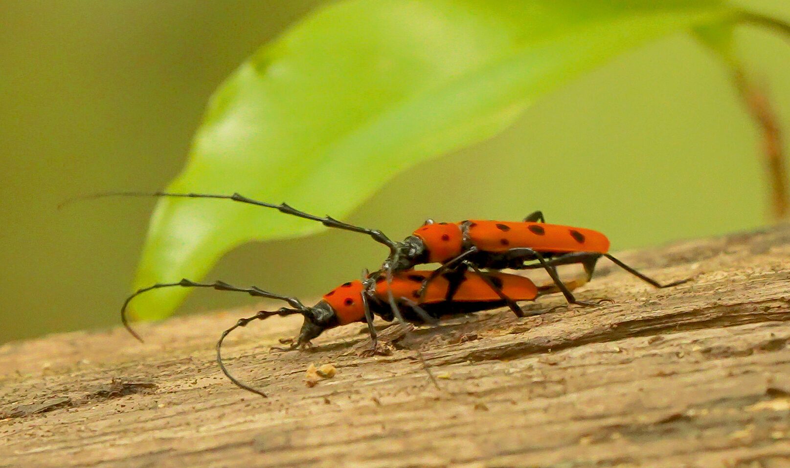 フェリベニこと奄美の希少種フェリエべニボシカミキリの交尾 - アマミ
