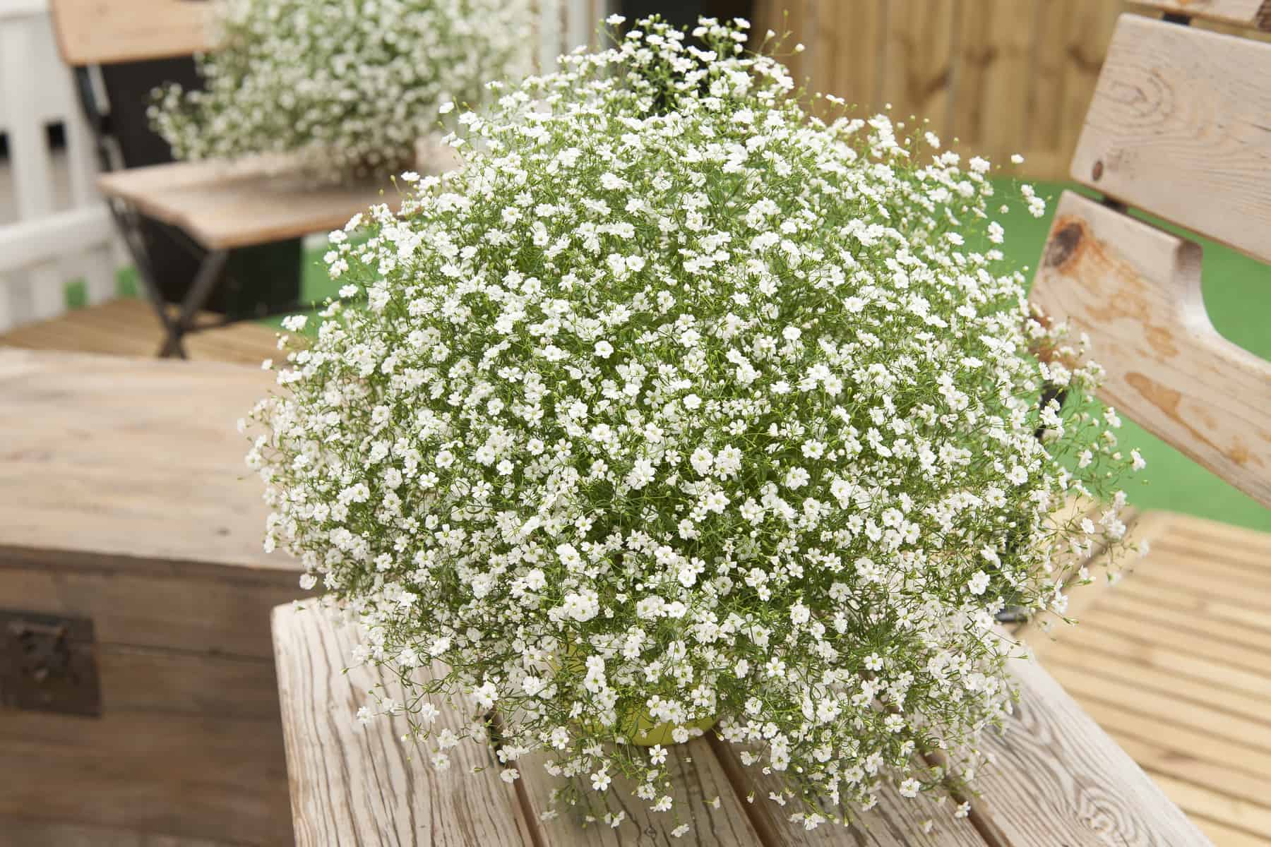Gypsophila Gypsy White Improved