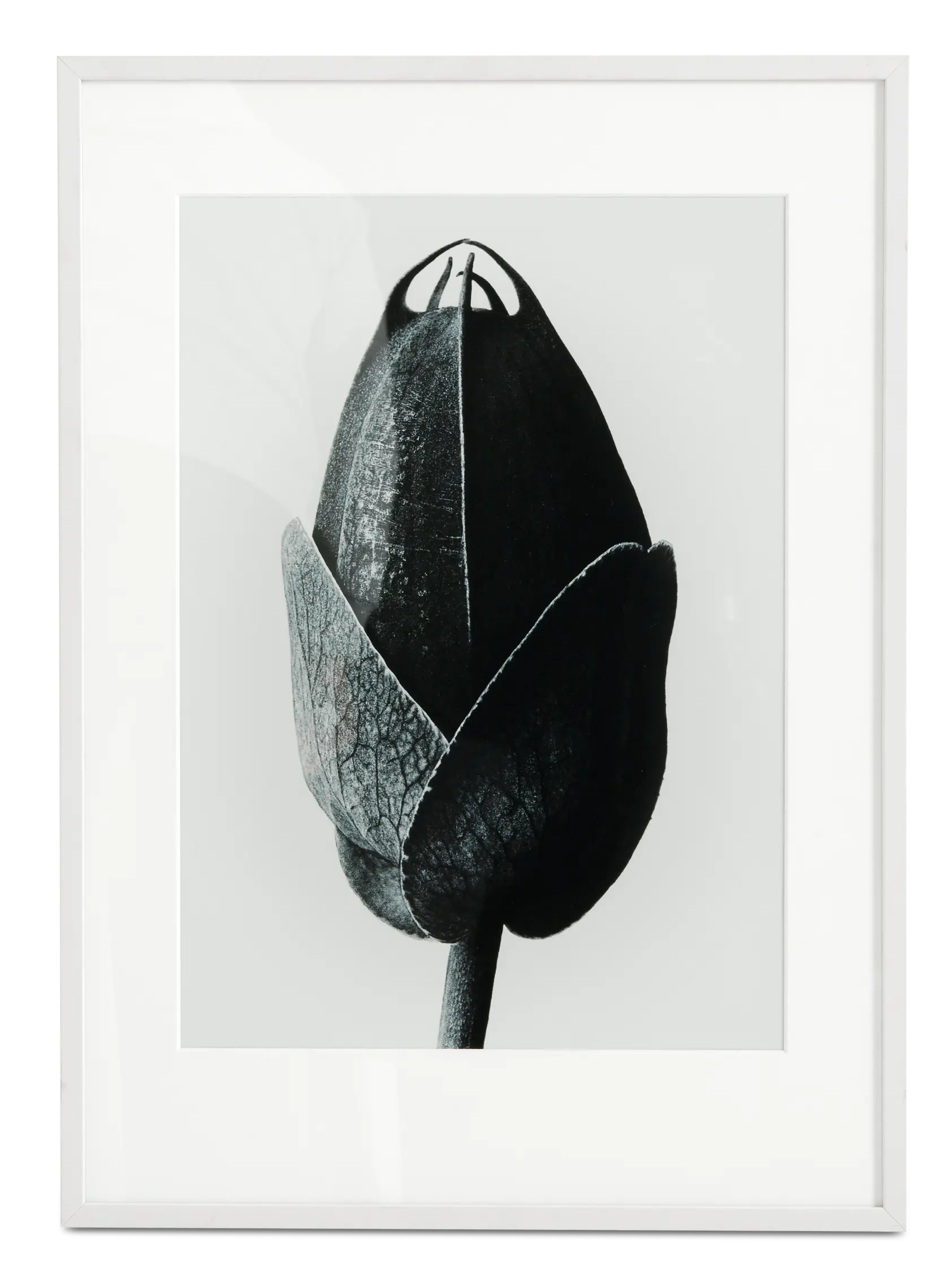 Passion Flower framed art | Gallery | Passion Flower | | BoConcept