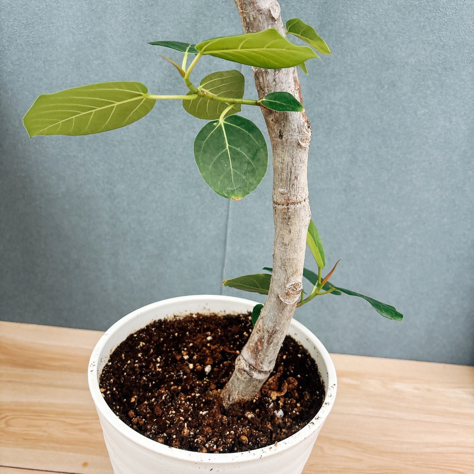 現品］【希少】S フィカス グランディス 曲がり 8号 観葉植物 室内