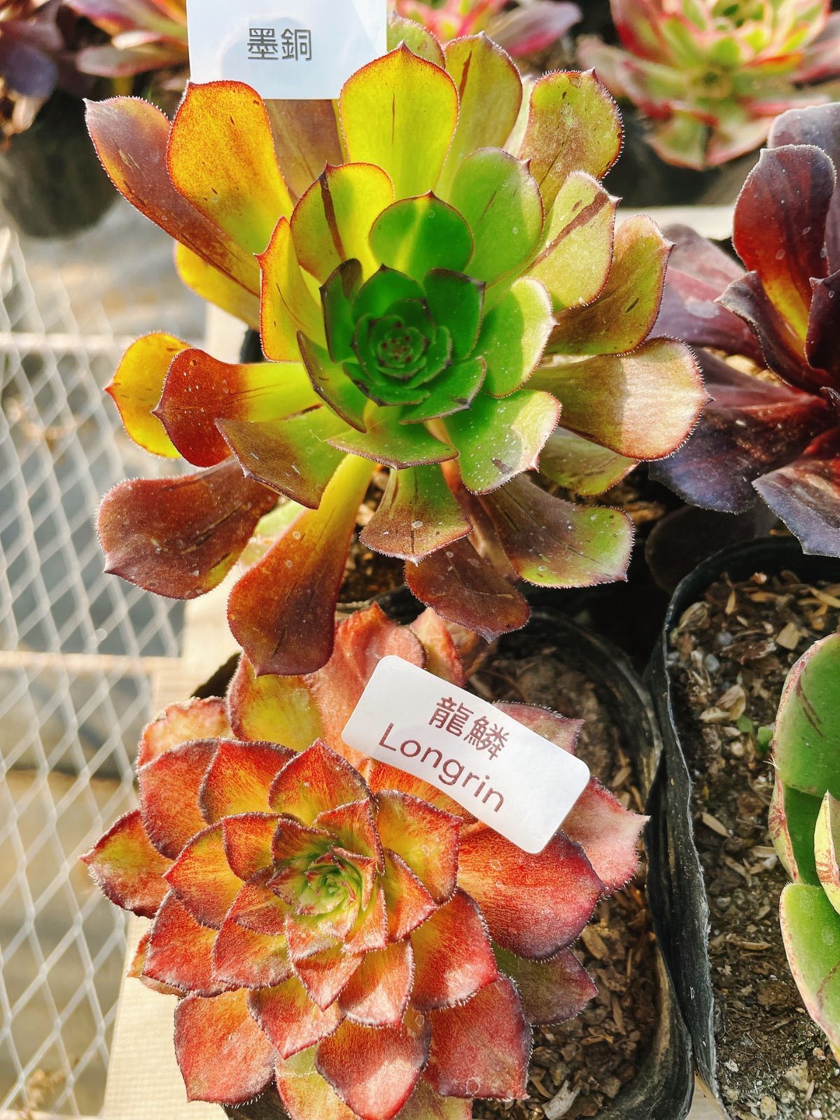 A5 アエオニウム 抜き苗 4種セット 多肉植物 名前付 根っこあり - メルカリ