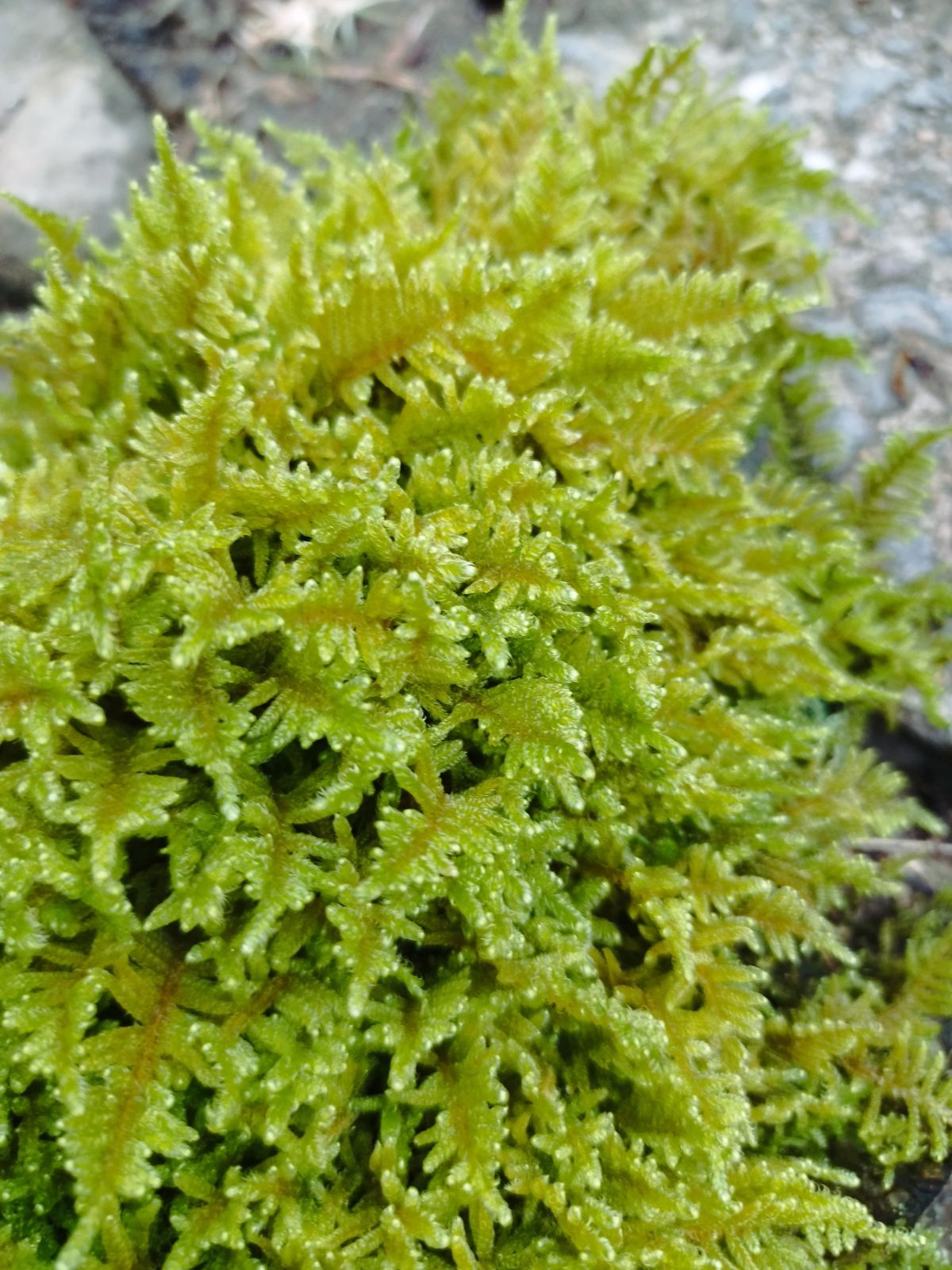 ハイゴケ・40×30cmサイズ - メルカリ