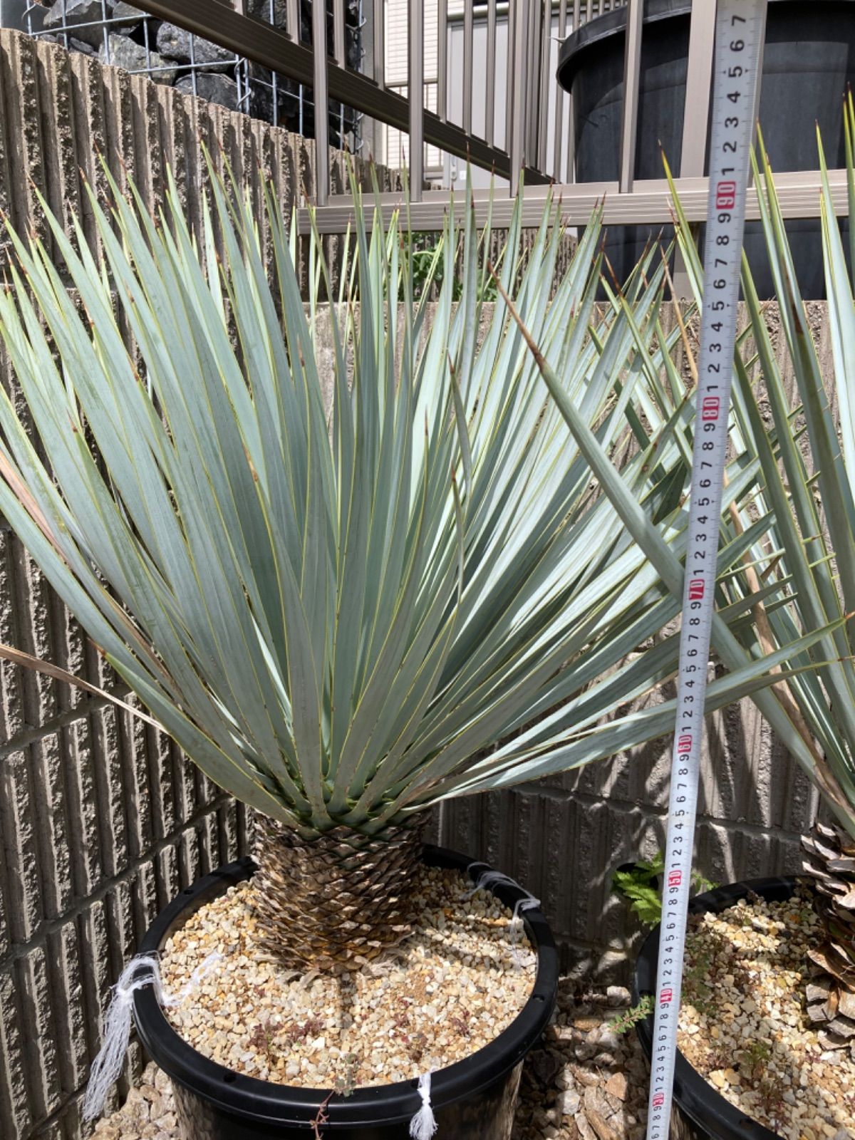 マルデヌベスver.ロスト マルデヌベスverロスト 【公式通販】