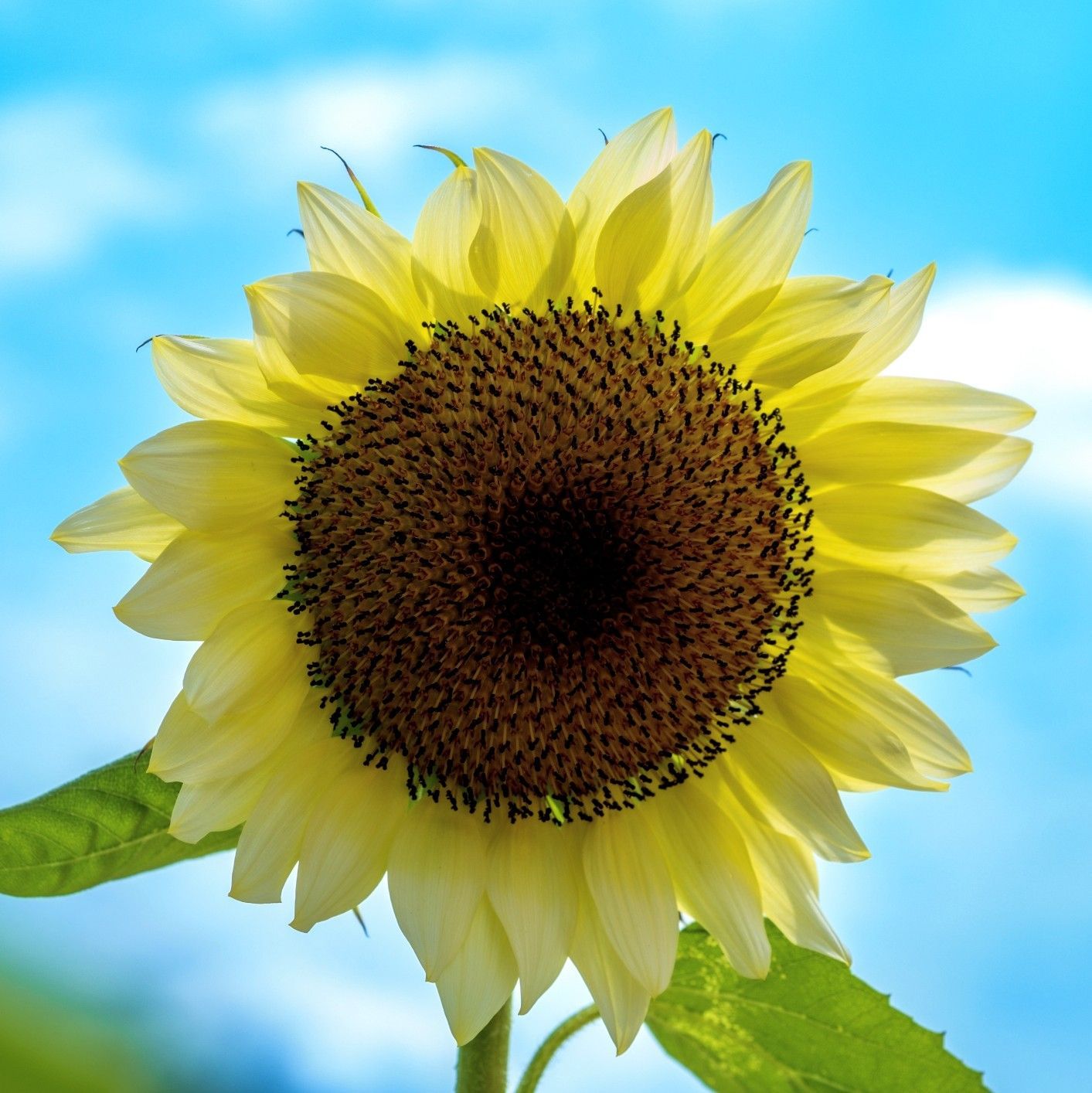 ひまわり☆ プロフィールお読みください10個 ひまわり☆ プロフィール