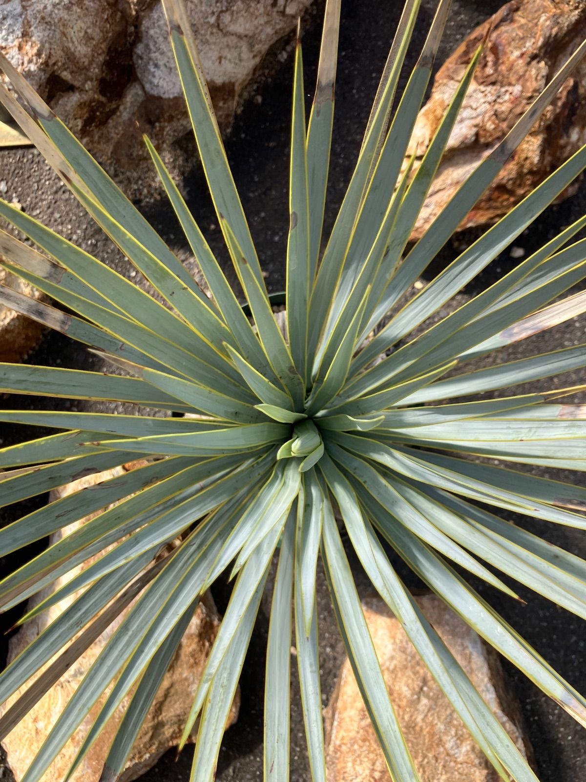 ユッカ ロストラータ【24-638】美形 シルバーブルー ユッカ