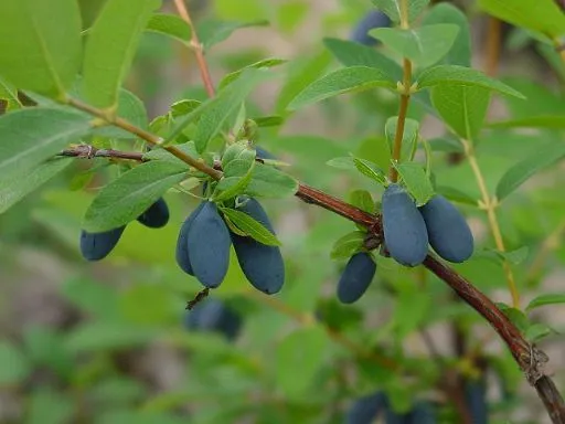 2026年最新】ハスカップ苗木の人気アイテム - メルカリ