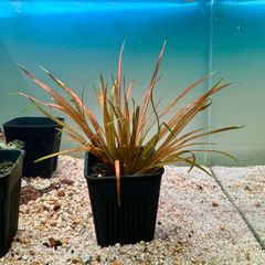 限定2株】 ホシクサ・クチホワイト 水中葉1株 アクアリウム 水草