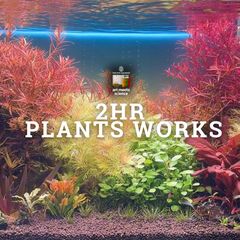 限定2株】 ホシクサ・クチホワイト 水中葉1株 アクアリウム 水草