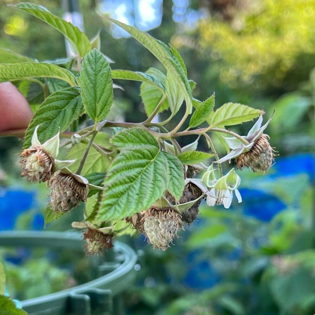 hasemania様】ラズベリー苗 Tulameen（トゥラミーン） 大株 hasemania