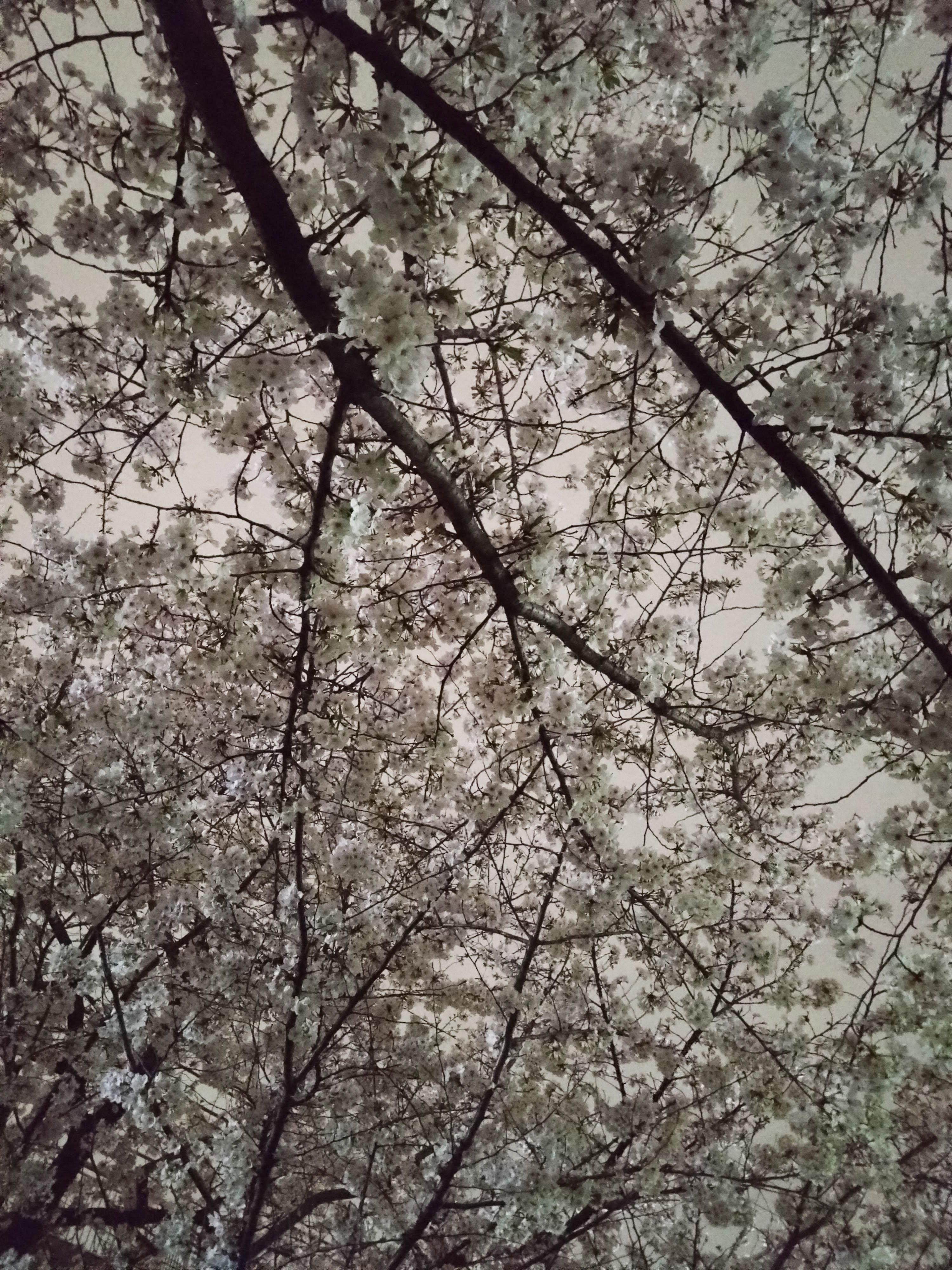 卯月｜さくらと花曇りの色｜パラスパレス pal'laspalace