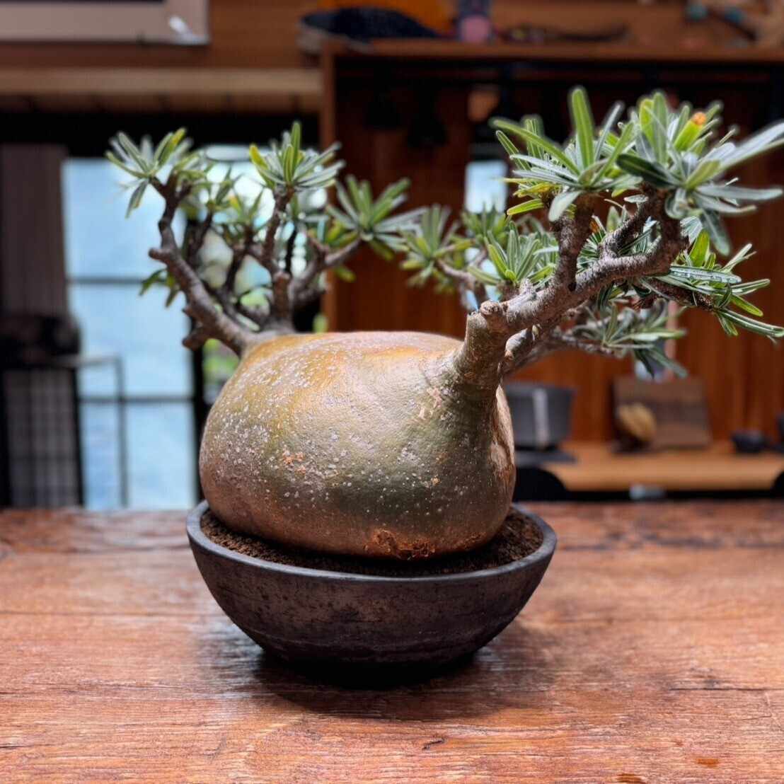 オニバス株式会社 三州みやび鉢｜OniBath.K