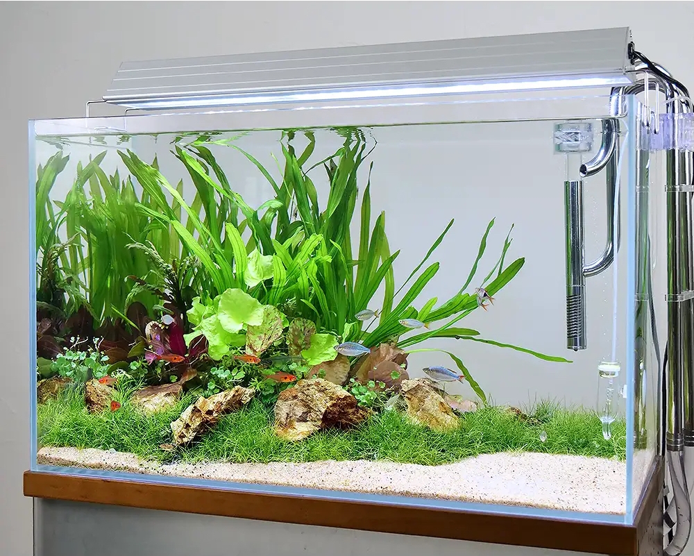 失敗なし】60㎝水槽におすすめの外部フィルター厳選5種を紹介