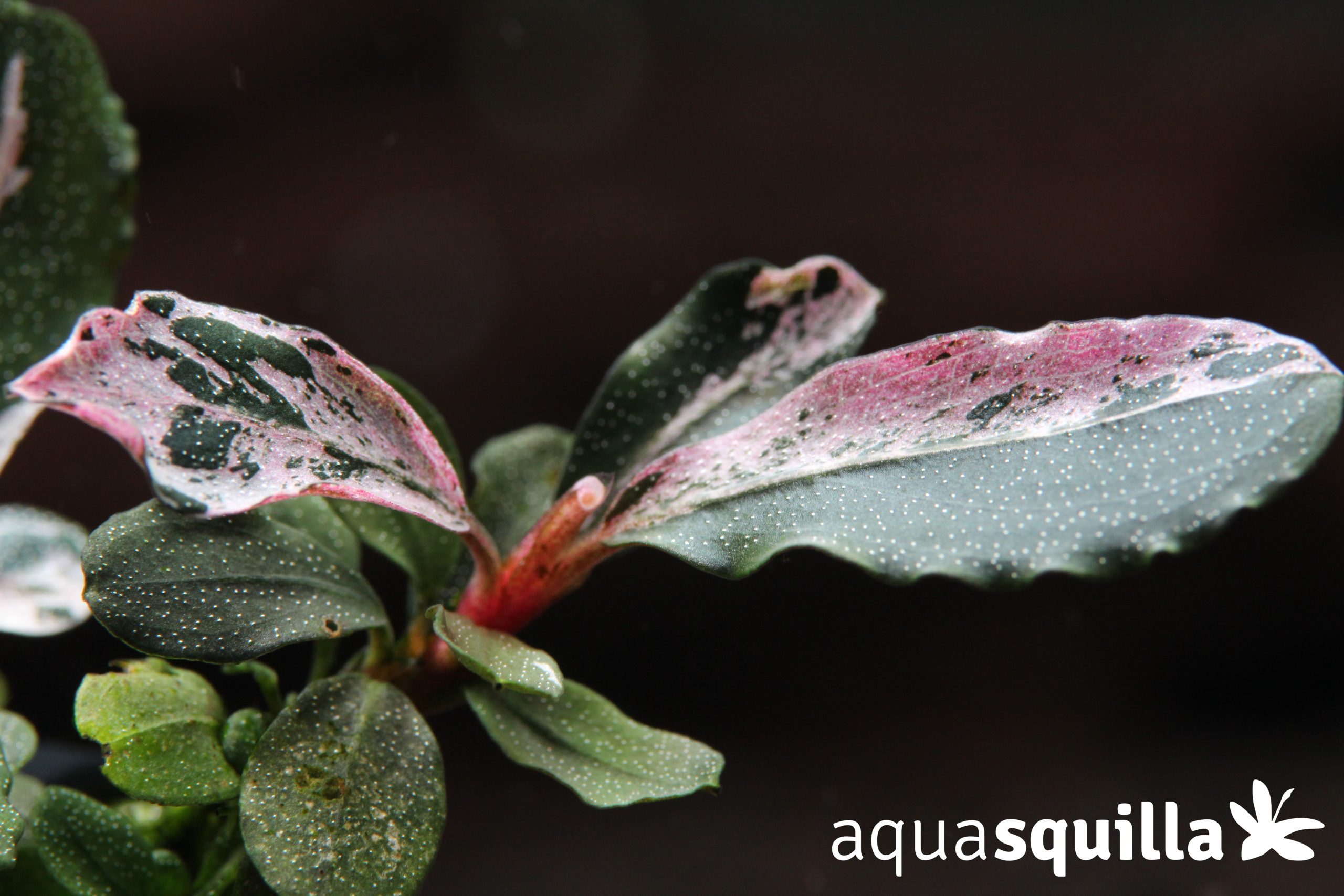 k*m様 ブセファランドラ sp ピンクバリエガータ[水上育成] k*m様