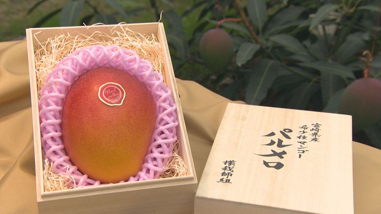 希少種！宮崎マンゴー 新ブランド - RKB毎日放送