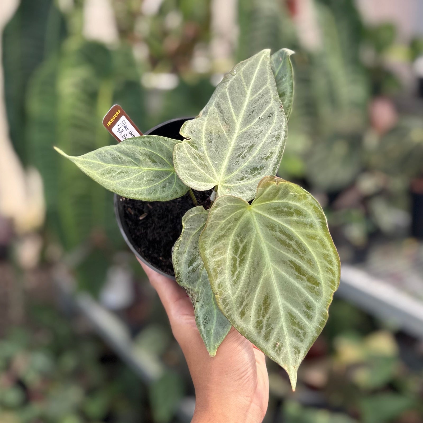 Anthurium silver chrome - full silver – Aroid Market