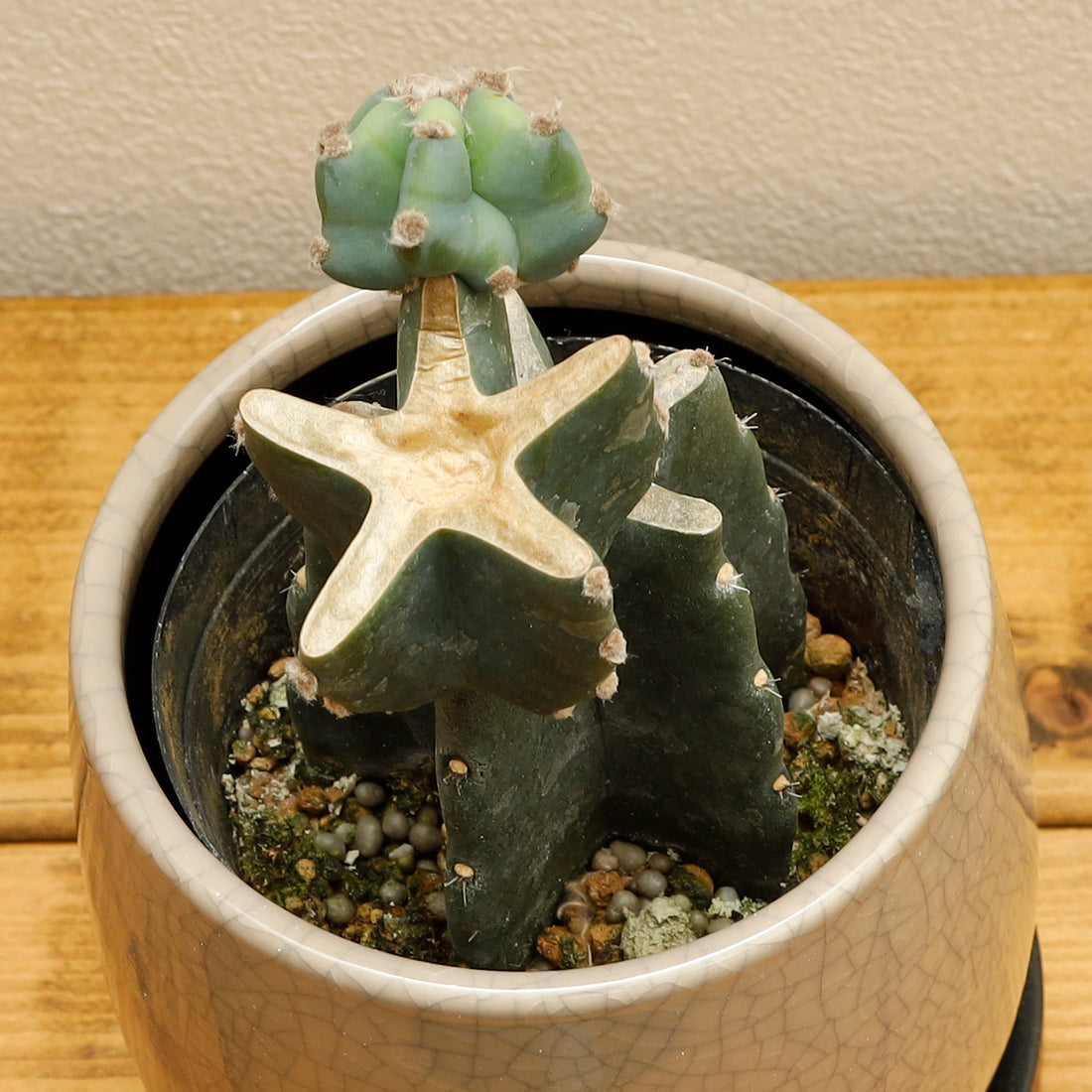 柱サボテン 鬼面角ブランチ | 観葉植物 – AT.1011