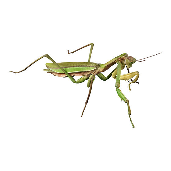 いきもの大図鑑アドバンス オオカマキリとショウリョウバッタ